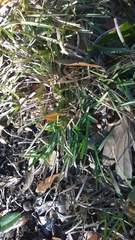 Eremochloa ophiuroides