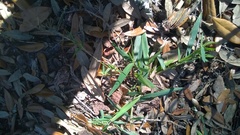 Dichanthelium strigosum