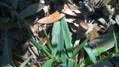 Dichanthelium strigosum