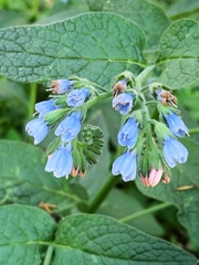 Symphytum caucasicum