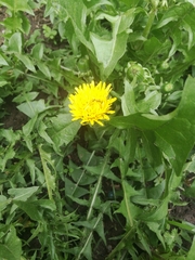 Taraxacum officinale