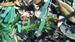 Dichanthelium strigosum