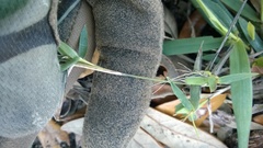 Dichanthelium strigosum