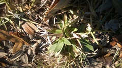 Dichanthelium commutatum