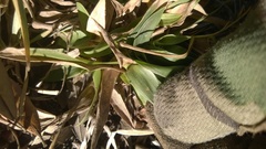 Dichanthelium commutatum