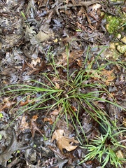 Carex hirsutella