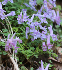 Corydalis lineariloba