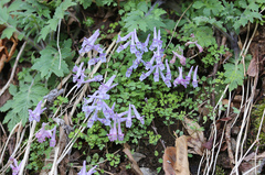 Corydalis lineariloba