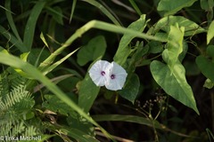 Ipomoea sagittifolia