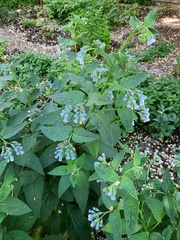 Symphytum caucasicum