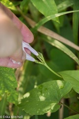 Ipomoea sagittifolia