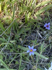 Sisyrinchium rosulatum