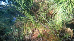 Baccharis angustifolia