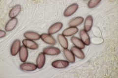 Ascobolus degluptus