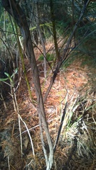 Baccharis angustifolia