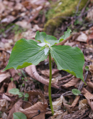 Trillium tschonoskii