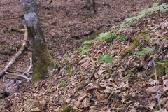 Trillium tschonoskii