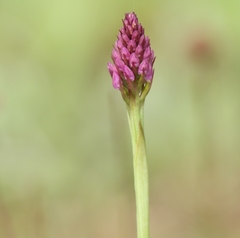 Anacamptis