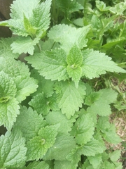 Lamium album