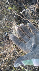 Limonium carolinianum