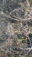 Limonium carolinianum