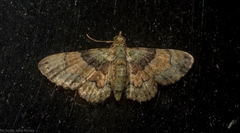 Gymnoscelis derogata