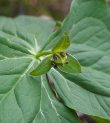 Trillium apetalon