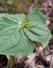 Trillium apetalon