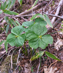 Trillium apetalon
