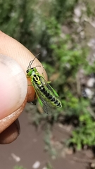 Rhogogaster chlorosoma