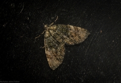 Heterochasta lasioplaca