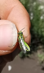 Rhogogaster chlorosoma