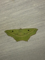 Traminda vividaria