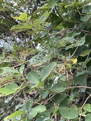 Dendrolobium umbellatum
