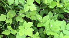 Aegopodium podagraria