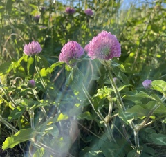 Trifolium pratense