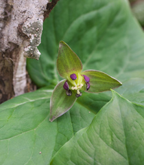 Trillium apetalon