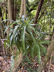 Dracaena angustifolia