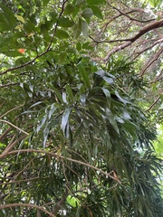 Dracaena angustifolia