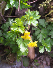 Waldsteinia ternata