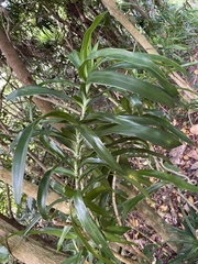Dracaena angustifolia