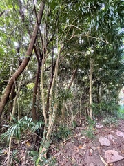 Dracaena angustifolia