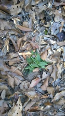 Dichanthelium commutatum