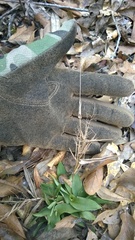 Dichanthelium commutatum