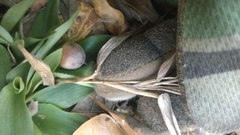 Dichanthelium commutatum