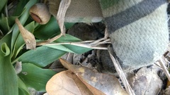 Dichanthelium commutatum