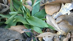 Dichanthelium commutatum