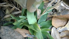 Dichanthelium commutatum