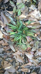 Dichanthelium strigosum