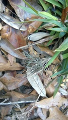 Dichanthelium strigosum